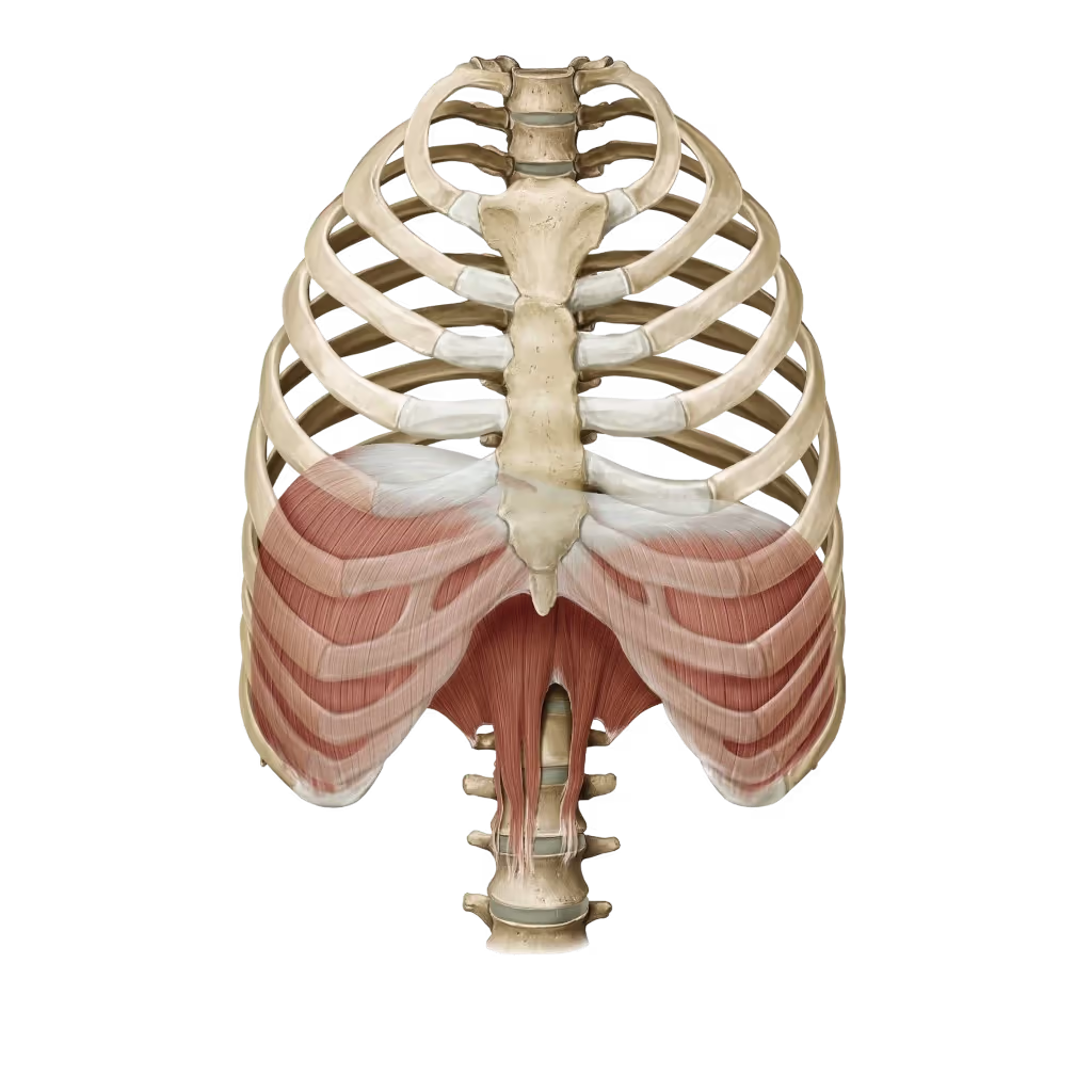 Diaphragm anatomy — the primary respiratory and postural muscle